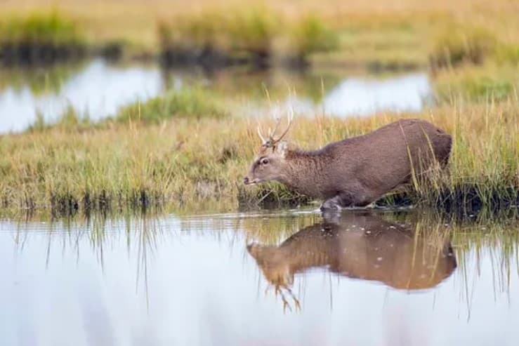 Sika Deer